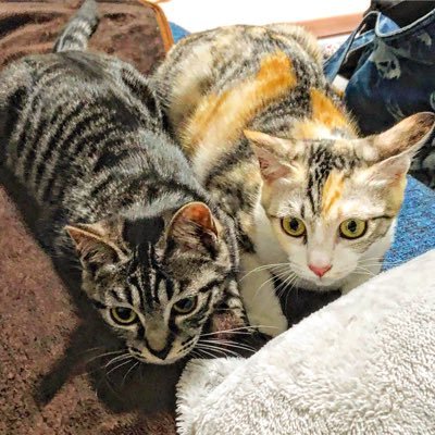 mitsuyou3's profile picture. 