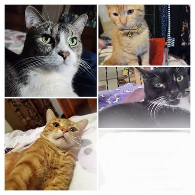 We are 4 kitties, Pepper🌈, MistyMay, Galileo & Cleopatra. Trump sucks. Cat world domination plans continue...
