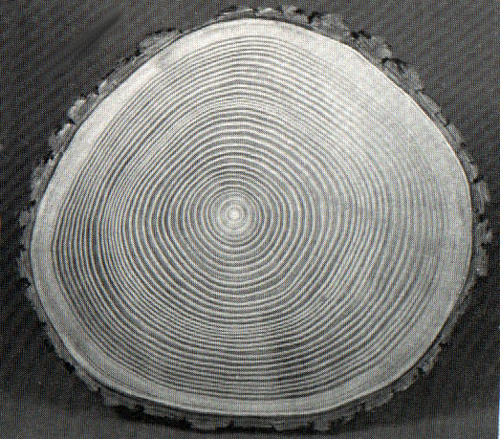 Timber_Yogi's profile picture. 