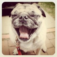 pugsofinstagram (@pugsofinstagram) 's Twitter Profile Photo