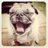 pugsofinstagram's profile image