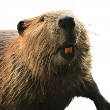 canadiancailin's profile picture. ní lia duine ná barúil