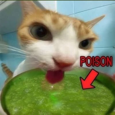 :|Ecto!|:さんのプロフィール画像