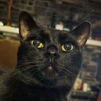 Black Cats(@Hoppy1Dale1) 's Twitter Profile Photo
