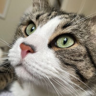 BelmarshCat Profile Picture