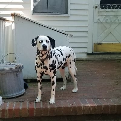 A Dalmatian interested in following/chasing people, cars, bicycles, cats.  I am a social butterfly.  Also interested in chasing butterflies.