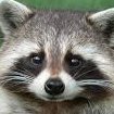 catboys and dogboys are a thing of the past. raccoonboys will reign supreme. everyone i follow is a thieving little raccoonboy. dm to be unfollowed