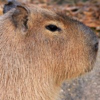 I Follow Capybaras (@ifollowcapybara) 's Twitter Profile