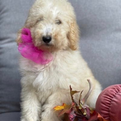 me_n_minion's profile picture. We came. We saw. We wished we'd brought lunch. Or second breakfast. #RESIST. Nurse, fur mom, aspiring writer, and news junkie.