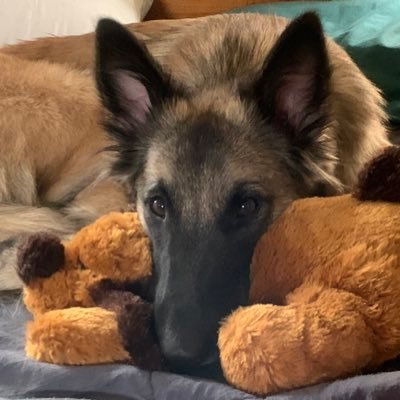 Belgian Tervuren devotee, political junkie, dog trainer, lover of photography, drinker of wine. One superpower: making beets even beet-haters love. She/her.