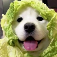 선량🥟 (@kind_pers0n_) 's Twitter Profile