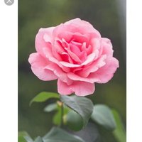 Asaz (@asaz334455) 's Twitter Profile Photo