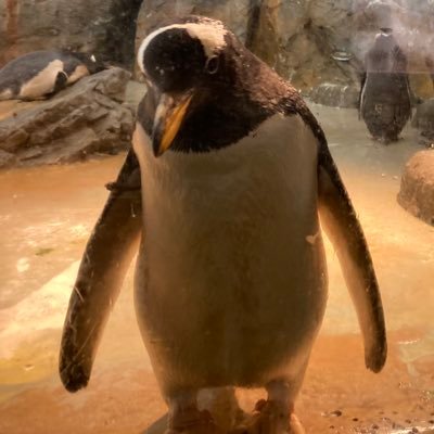 azupon_lv4u's profile picture. 子育て/HSJ/家庭菜園勉強中/水耕栽培/め🌱/基本ツイートはしません/無言フォロー失礼します/