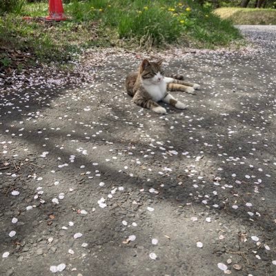 MRPmedXhcElm8HK's profile picture. 一歩ずつでも成長を。知識や生き方を還元、少しずつ発信。ぱふぇnote🐰