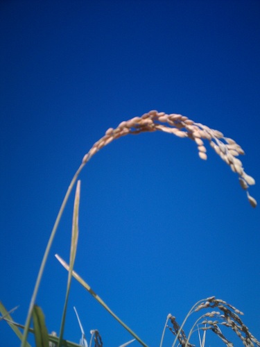 ricebase Profile