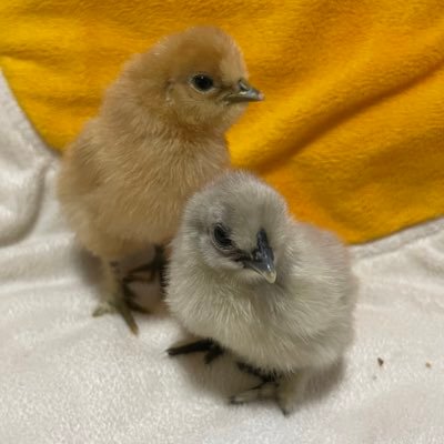 みほ🐓シルキー3羽&インコ3さんのプロフィール画像