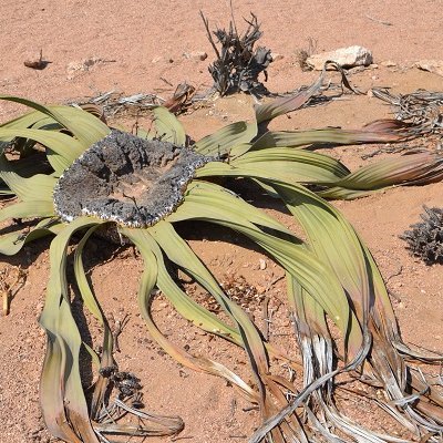 ウェルウィッチア（学名：Welwitschia mirabilis）は、グネツム綱グネツム目ウェルウィッチア科ウェルウィッチア属に属する1科1属1種の裸子植物である。和名はサバクオモト（砂漠万年青）やキソウテンガイ（奇想天外）と呼ばれる。