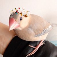 cobig (@mokuchanchan) 's Twitter Profile
