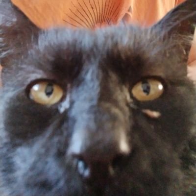 MizoBlackCat Profile Picture