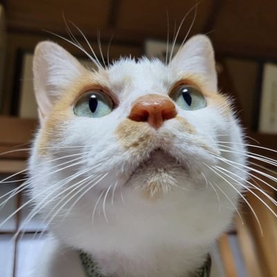 明翔🐾30にゃんさんのプロフィール画像