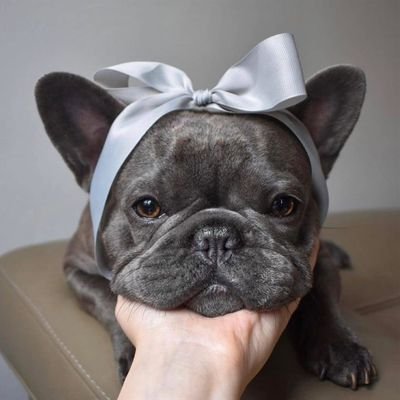 Frenchi_Bulldog Profile Picture