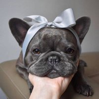 French Bulldog(@Frenchi_Bulldog) 's Twitter Profile Photo