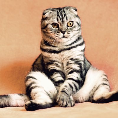仮想空間の猫･ケットシーさんのプロフィール画像