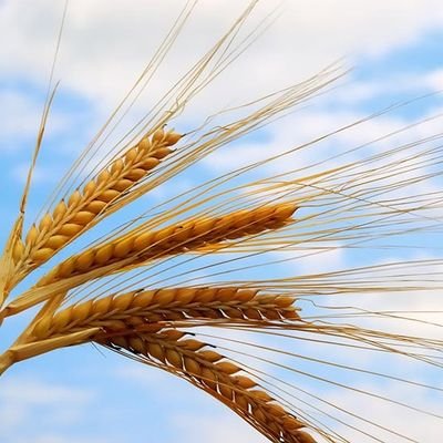 AwnWheat