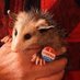 Pa Possums (@panewstrackersu) Twitter profile photo Pa Possums (@panewstrackersu) Twitter profile photo