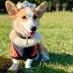 TALUTO (@corgiworld0131) Twitter profile photo