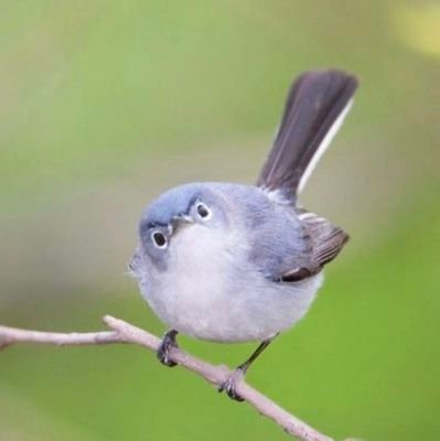 SouthCoastMA13's profile picture. Prog Dem, mother of 2 autistic young adults.
 Fmr special ed teacher. Disabled w/autoimmune diseases. Husband works 60+ hrs/wk keeping us afloat.  Unions 👍.