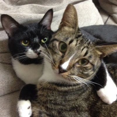 明石市で保護ねこカフェ・カーロ
https://t.co/JWvZ5blAkOと
神戸市で愛猫の変化が
目に見えてわかるフード
ヴェラスキャトフードの
総販売店　https://t.co/jygIkt0mA0をやっています。
　
すべてのペットが元気に健康で長生きする為に貢献します。