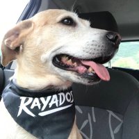 Gabasónica Rayada (@gabasonica_) 's Twitter Profile Photo