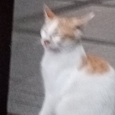 Zlleedさんのプロフィール画像