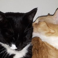 Finn & Mira, spanische Strassenkatzen im Ruhrpott(@Faride07464068) 's Twitter Profile Photo