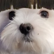 redheadindi's profile picture. I’m Gordin. im 21 and Bi