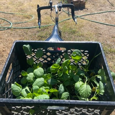 gardenpedaler's profile picture. So long Twitter - find me @gardenpedaler.bsky.social