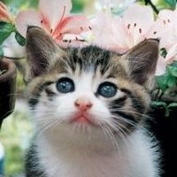 Neko☆(≧∀≦*)♪ (@noranekoz) 's Twitter Profile Photo