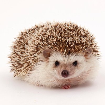 Hedgehog ⚙️