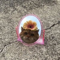 okul öncesi ÖĞRETMENİ (@ttk9_ogretmen) Twitter profile photo
