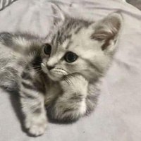 Kayla (@kittykaylavt) 's Twitter Profile
