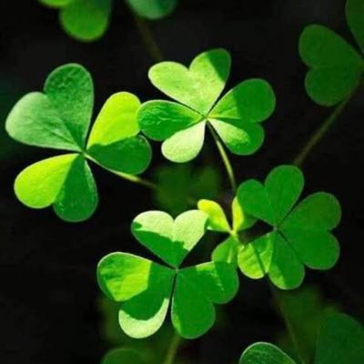 MaMewzy's profile picture. 