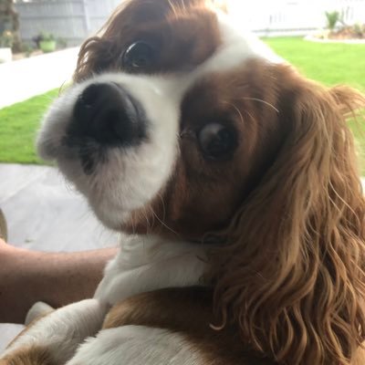 Shano433's profile picture. 