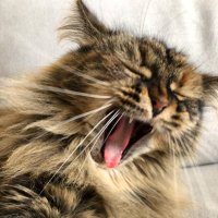 don’t (@kkyaco) Twitter profile photo