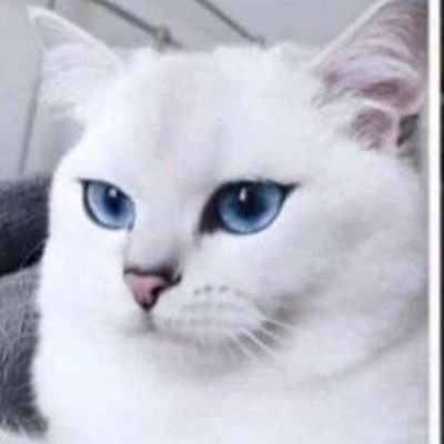 gonyang_nyang's profile picture. 