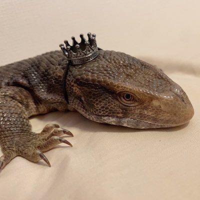 サバンナモニター/ヒョウモントカゲモドキ/ブルーイグアナ/フトアゴヒゲトカゲ/タマゴヘビ/ニホンヤモリ/(カメレオン)🦎爬虫類飼育🦎 無言フォロー失礼します😌🌱
