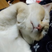 あくてぃぶこ (@6629hq7tgceeic3) 's Twitter Profile