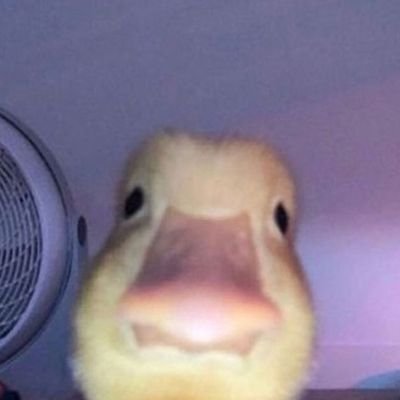 Sara_alharrasi's profile picture. سلام قولا من رب رحيم 🕊