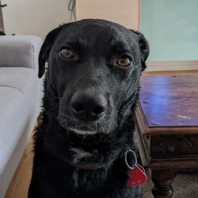 mehari79's profile picture. da geht noch mehr....ANTIFA!!! So wichtig heute!