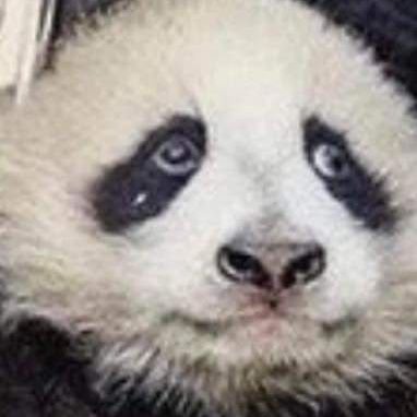 Louis_Cages's profile picture. 